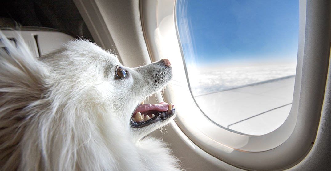 Canada's new low-cost airline now letting passengers fly with their pets