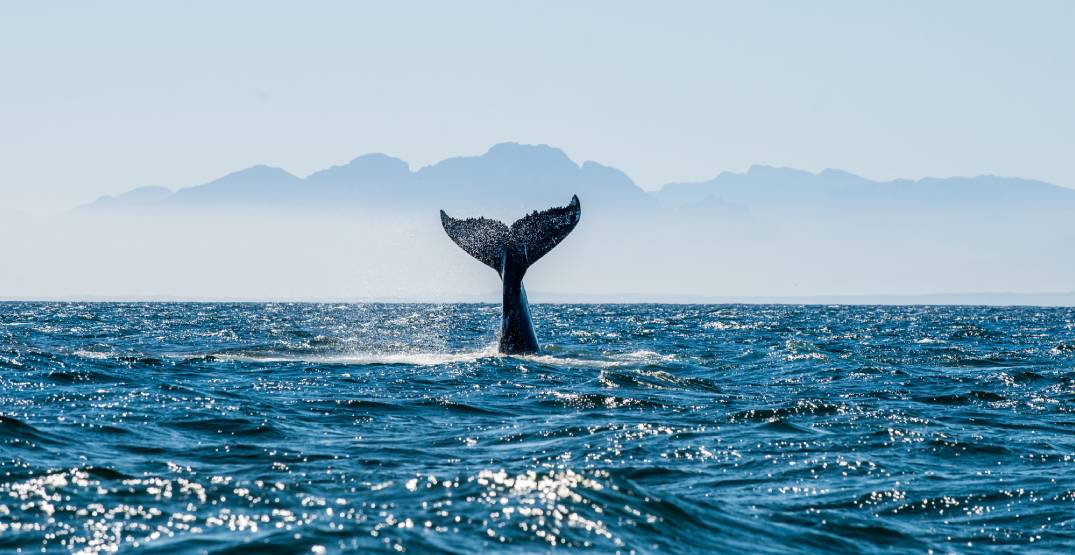 5 Canadian bucket list experiences you must try this summer