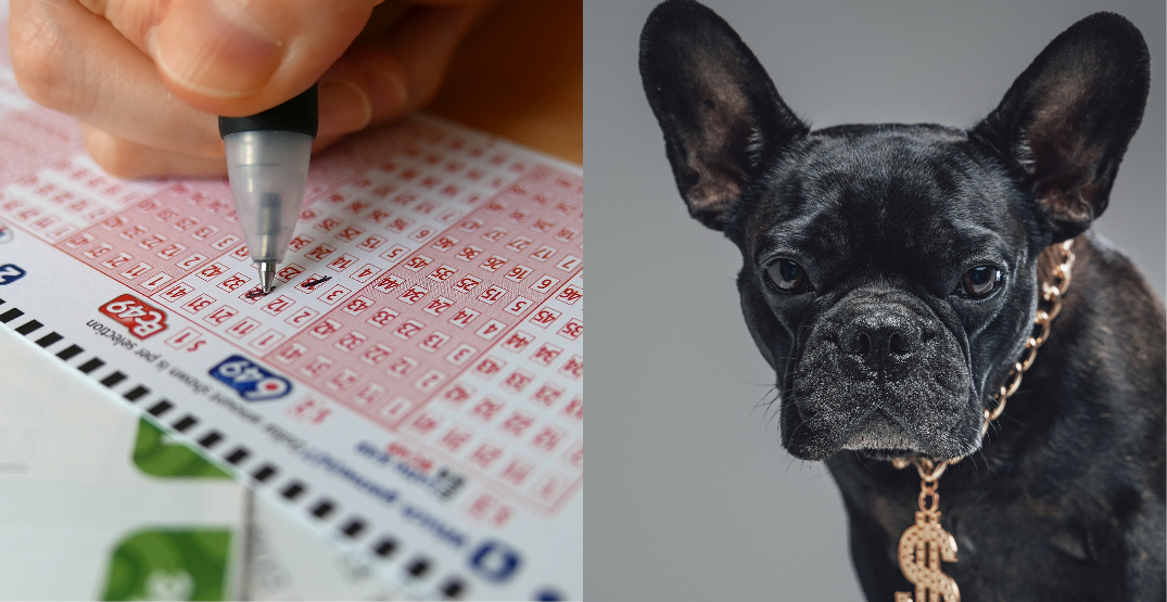 "I thought I was hallucinating": Big lotto winner is getting a new puppy