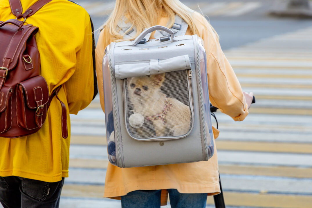 Petition urges TransLink to update pet policy to allow more flexibility for dog owners