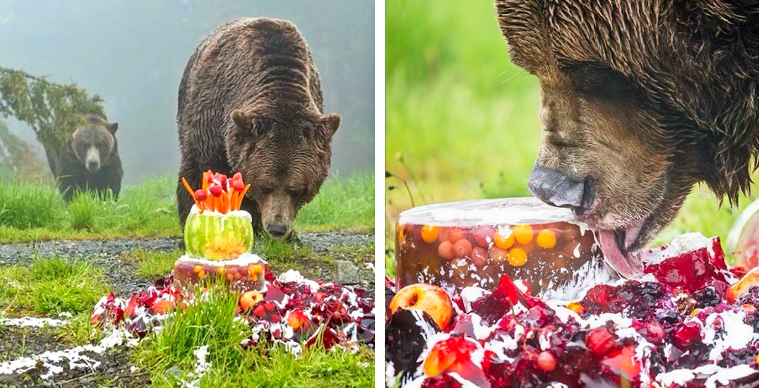 Grouse Mountain Grizzlies celebrate their 21st birthday (PHOTOS)