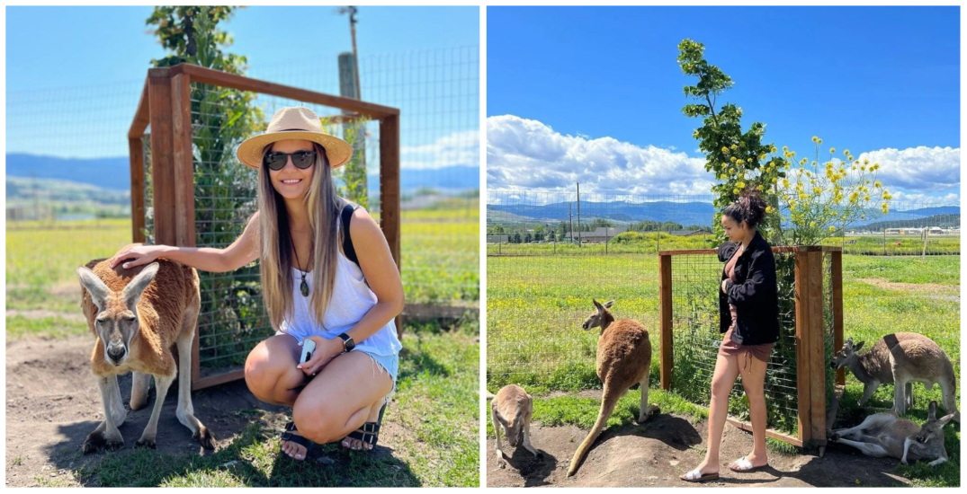 Get a taste of the Land Down Under mingling with kangaroos at Okanagan farm (PHOTOS)