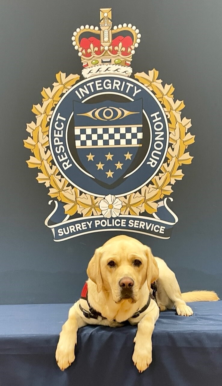 Little Ragnar poses in front of the Surrey Police coat of arms