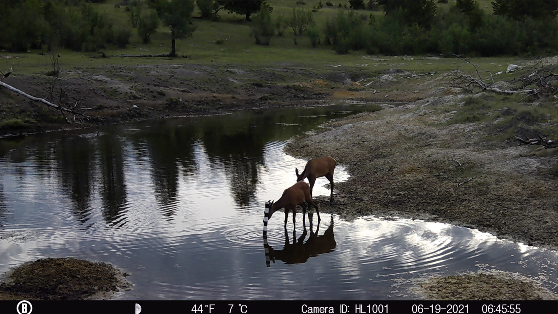 Deers drink water from a wetland