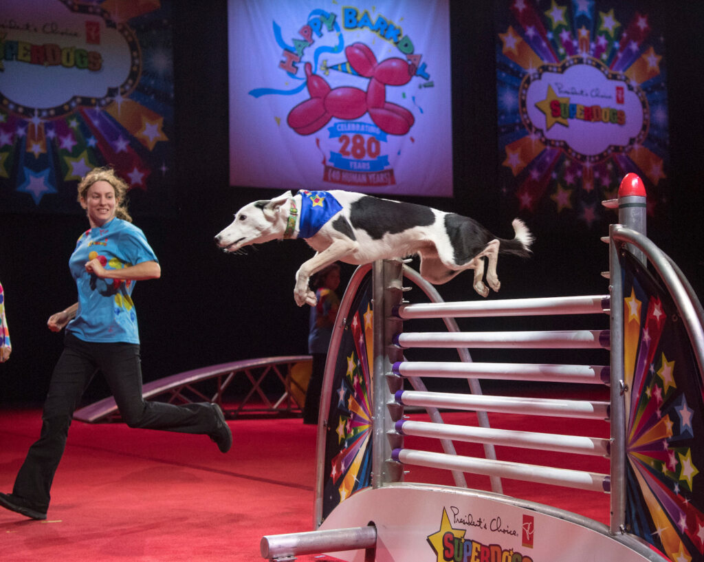 SuperDogs at the PNE