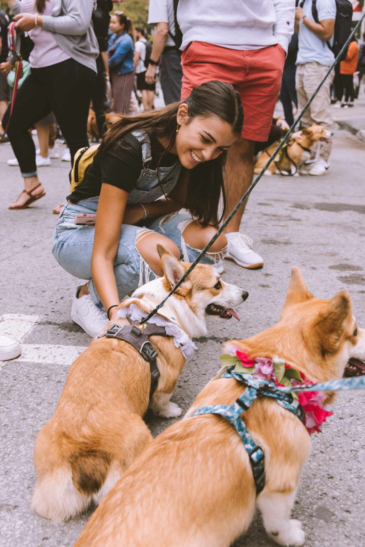 corgi parade