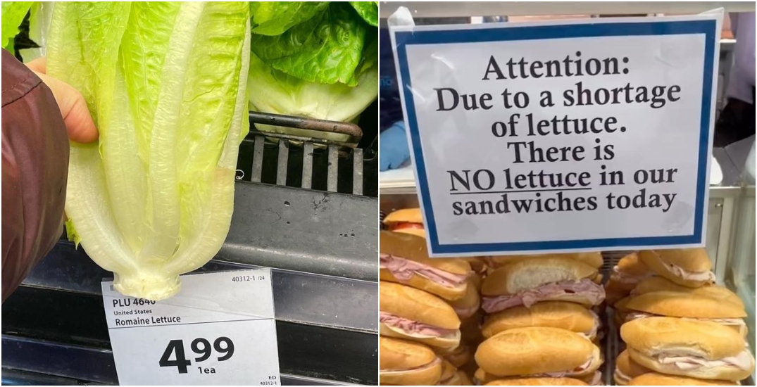 Here's why lettuce is hard to come by in Canada right now News