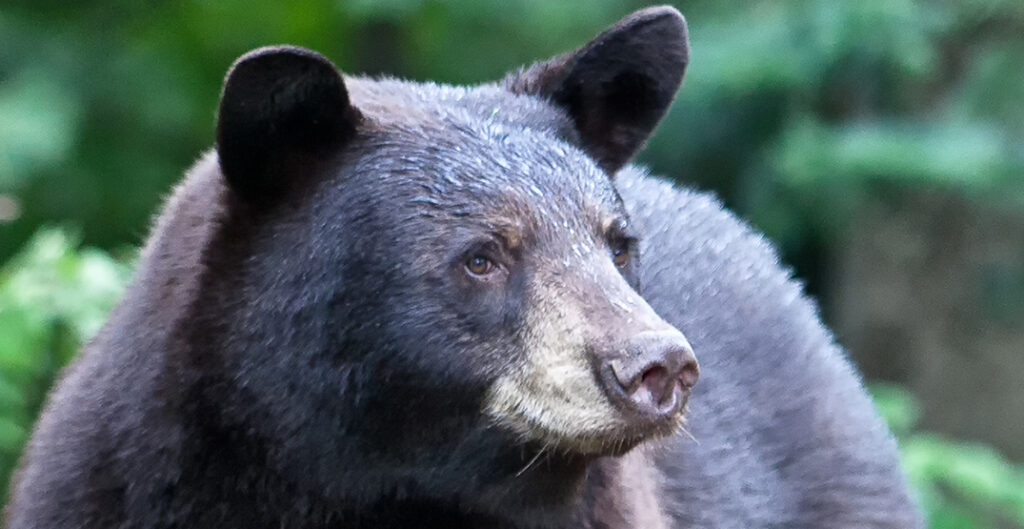 bear