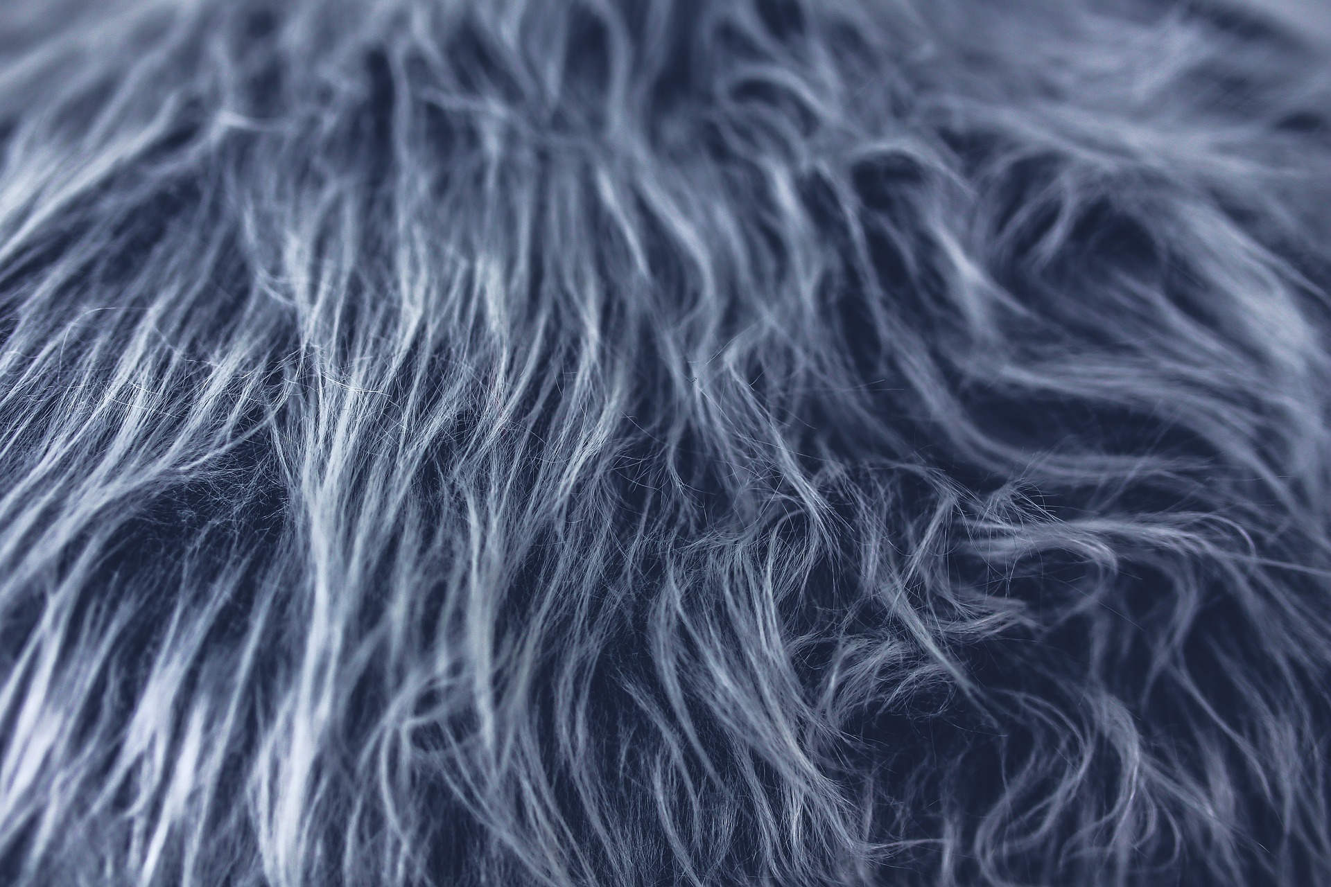 Image: Fur via Pixabay