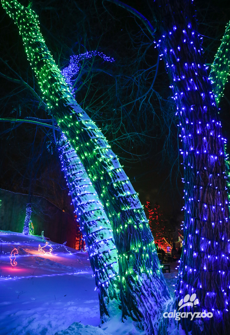 Image: The Calgary Zoo