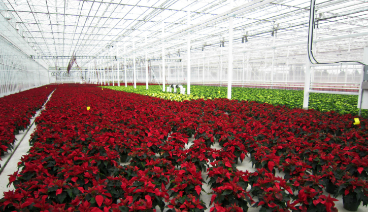 These Darvonda poinsettias are destined for a Costco near you!