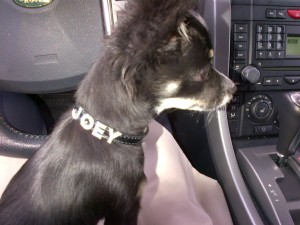 Joey cruising in the car