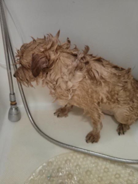 Murph getting his bath