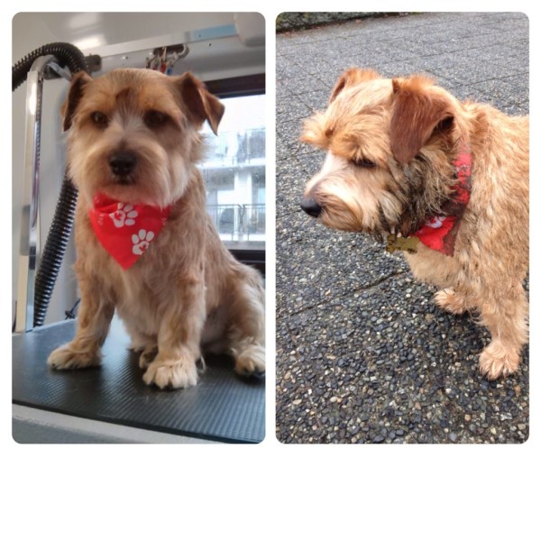 Dapper Murph, after groom and mud pile