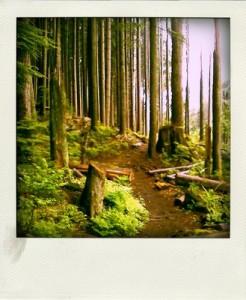 Brothers Creek in West Vancouver (Yelp photo).