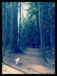 A dog enjoys a stroll in Pacific Spirit Park (Yelp photo).