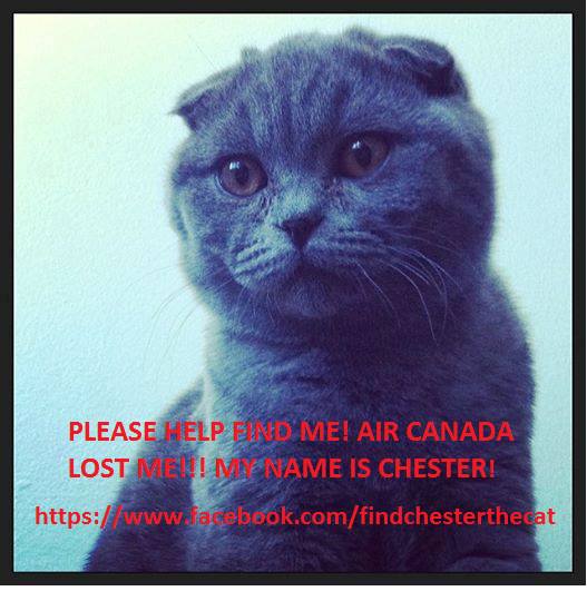 The social media push to find Chester.