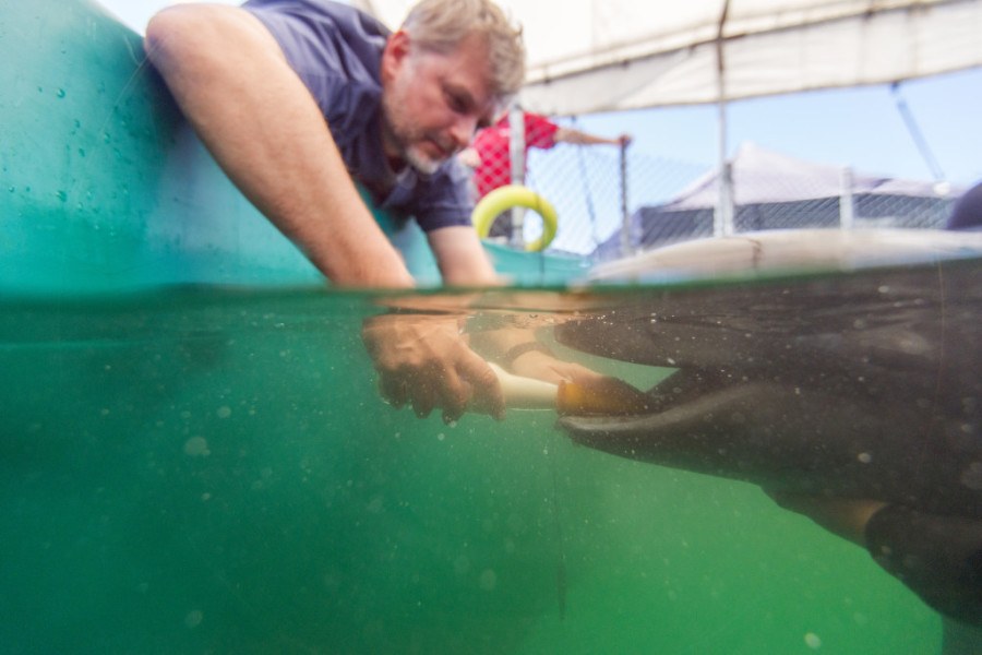 Image: Vancouver Aquarium