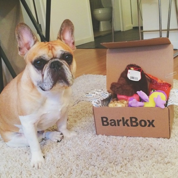 BarkBox Instagram account.