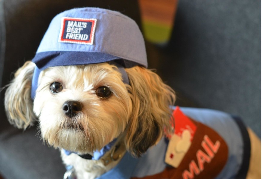 Courtesy BarkBox