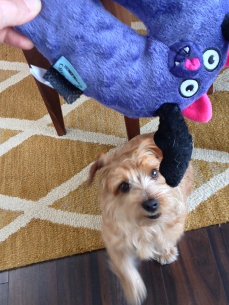 Murphy enjoying his first BarkBox toy.