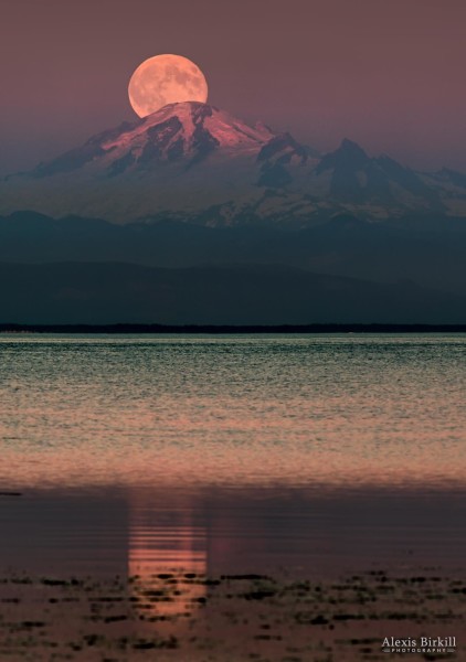 Alexis Birkill Photography