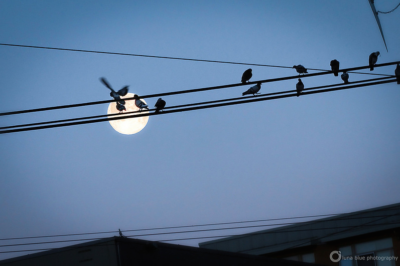 Luna Blue Photography