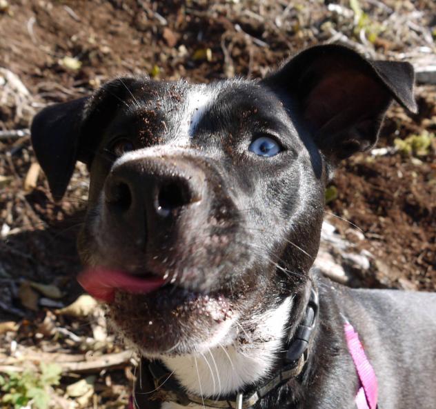 Lucy/Carried Through Animal Rescue and Education