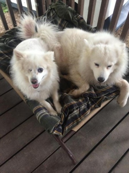 Winky, on left/Carried Through Animal Rescue and Education