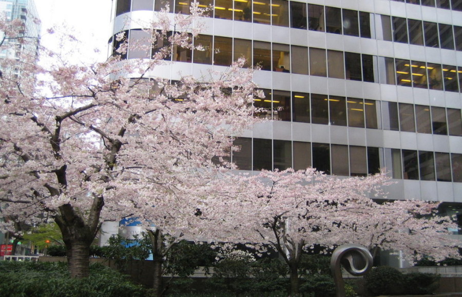 Grosvenor Akebono