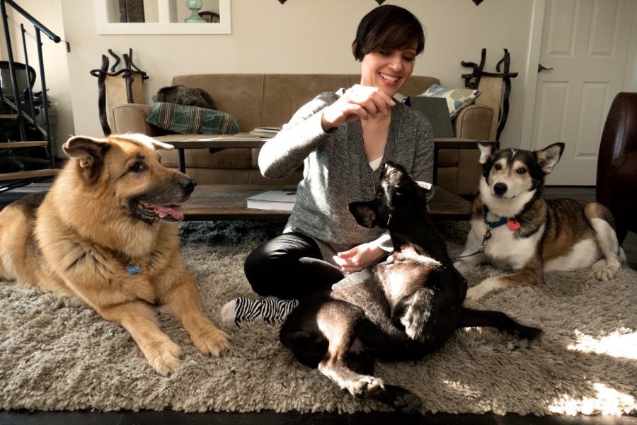 Nat and her three rescue dogs, Jake, a shepherd, Angus, Patterdale Terrier, and Maeby, husky cross. (Nat Hunter)