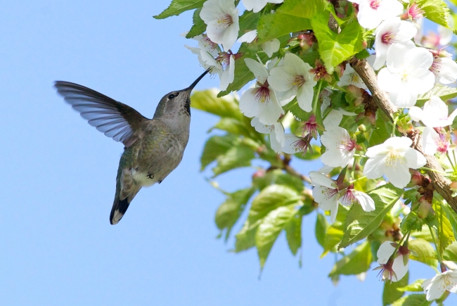Vancity Buzz - Hummingbird