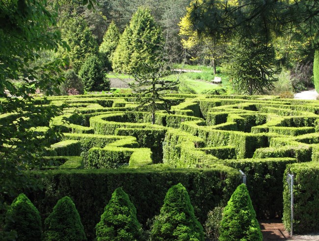 Vancity Buzz - Maze Image