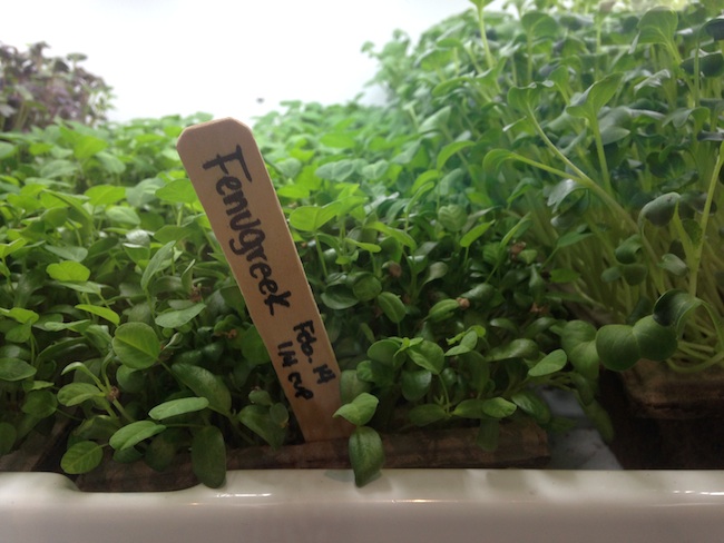 Fenugreek (Photo by Lindsay William-Ross/Vancity Buzz)