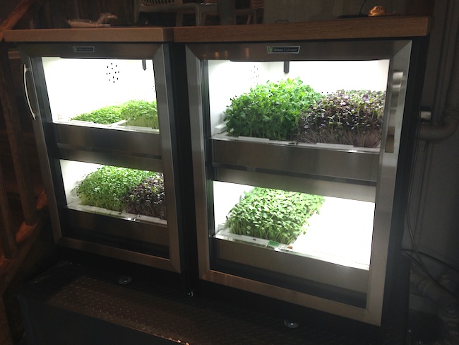 The residential cultivators (Photo by Lindsay William-Ross/Vancity Buzz)