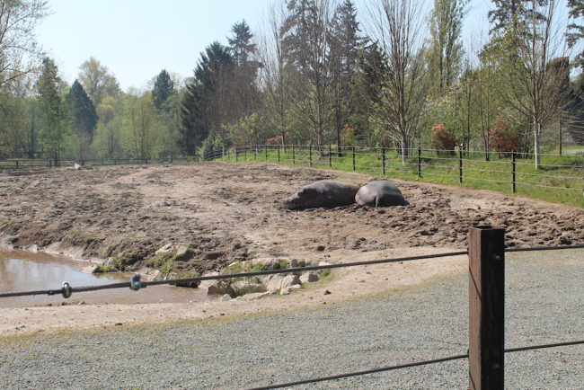 Hippos in their enclosure (Image: Nicolle Hodges)