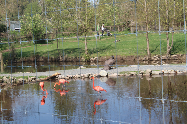 Flamingos coexist with other animals at the zoo (Image: Nicolle Hodges)