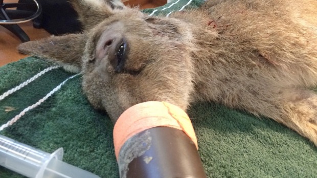 Image: Australia Zoo Wildlife Hospital