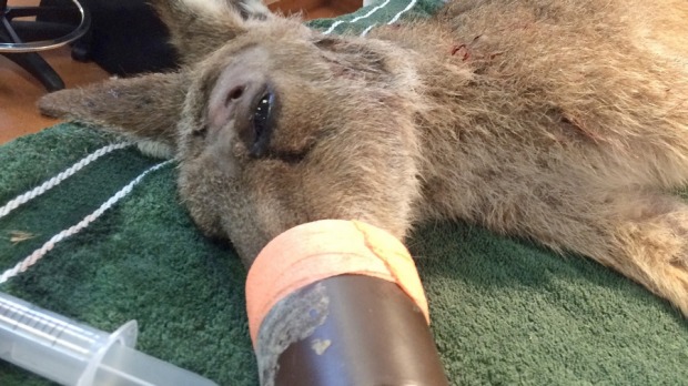 Image: Australia Zoo Wildlife Hospital 