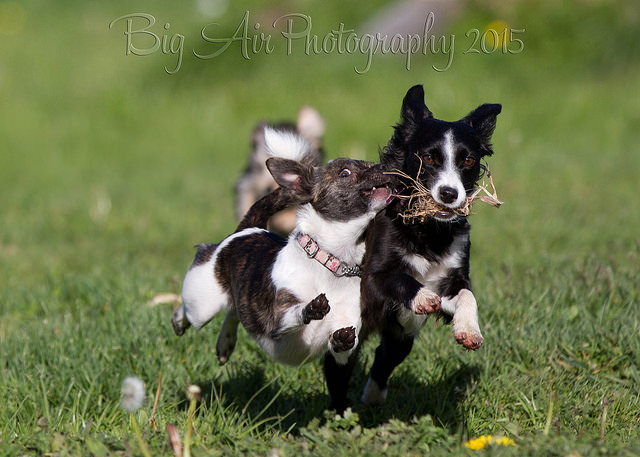 Rhumba hanging with another pound puppy at SARC.