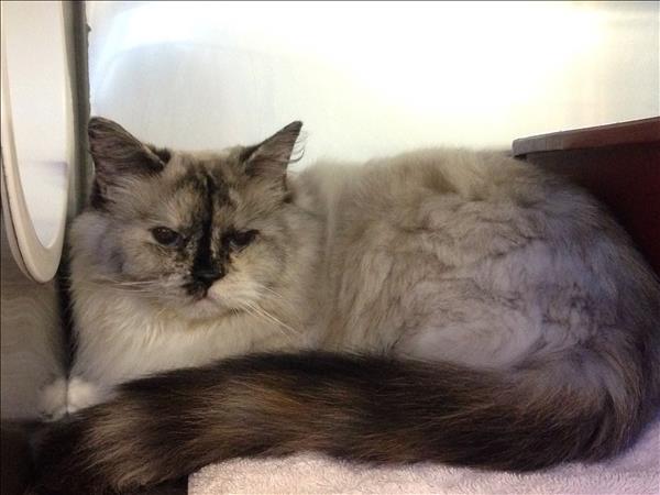 Calypso is a Persian/Himalayan mix that “purrs like a motorboat.” (Vancouver SPCA)