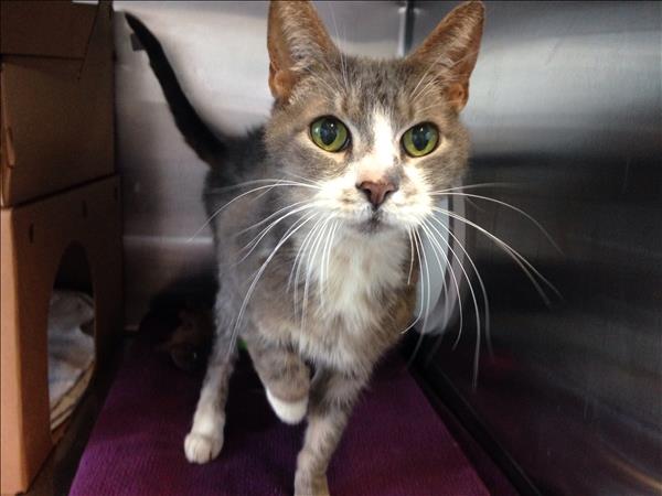 Crusty is a 10-year-old senior looking for a retirement home. He’s at the Vancouver SPCA)