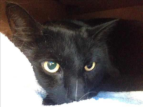 Brother to Piglet, Dusk was left alongside a pile of donations at a Value Village (Vancouver SPCA).