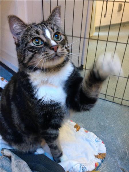 Jazz, 6, is sort of afraid of other cats, and could stand to use a few pounds. He’s at the Vancouver SPCA)