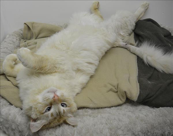 Simon the Siamese gem loves other cats too (Vancouver SPCA).