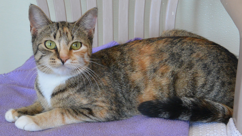 Taylor is 1-year old and loves giving "kitty kisses" (Vancouver SPCA).