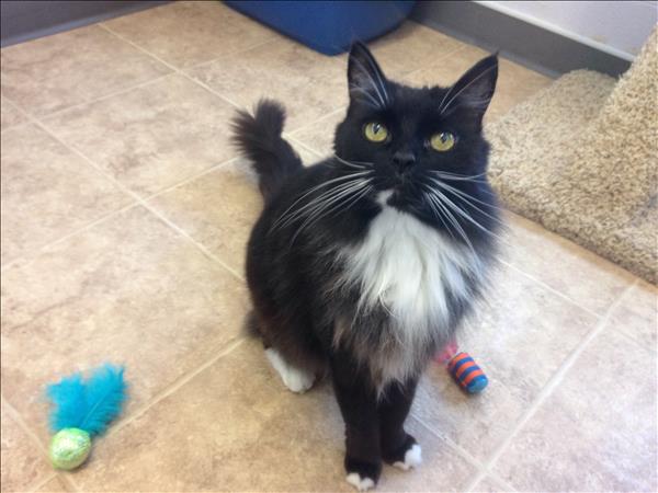 Tuxedo, 7, is a shelter favourite and has an outgoing personality. (Vancouver SPCA).