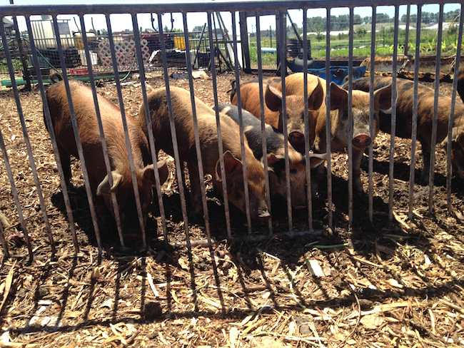 Urban Digs Farm pigs Lindsay William-Ross/Vancity Buzz)