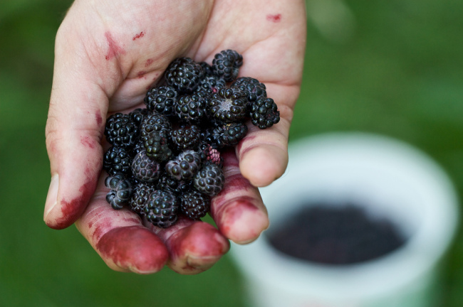 Picking berries (Chiot's Run/Flickr)