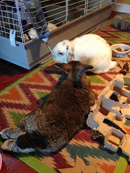 Ana with new rabbit bro Christopher.
